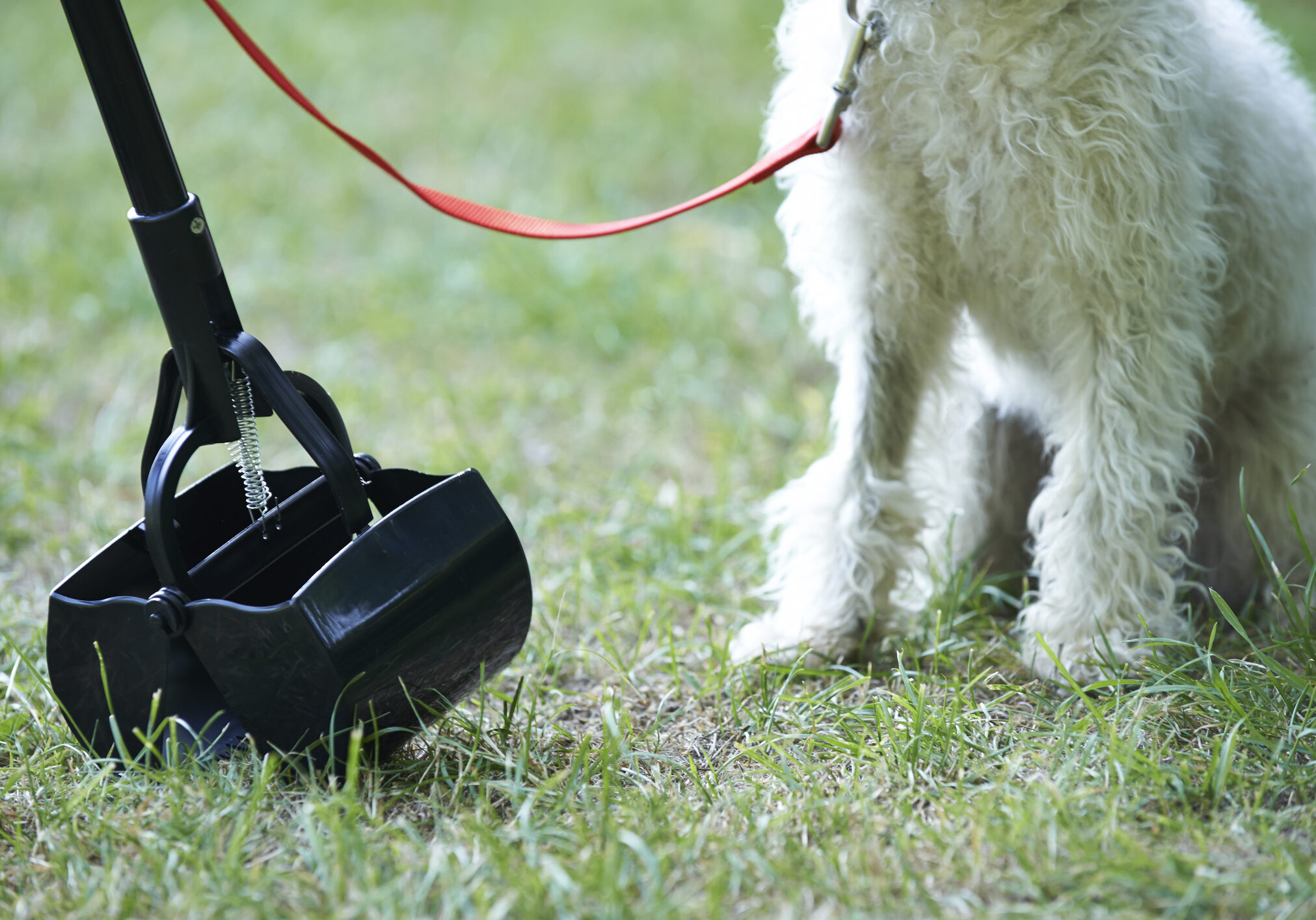 Owner Clearing Dog Mess With Pooper Scooper